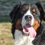 Berner Sennenhund
